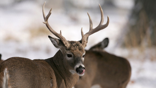 Fear the Deer—Nature's Unstoppable Killing Machines